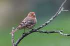 Male house finch, transitioning from winter plumage to breeding plumage, Kentucky Art Print
